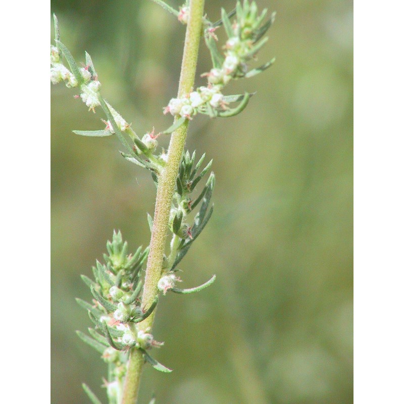 bassia prostrata (l.) beck