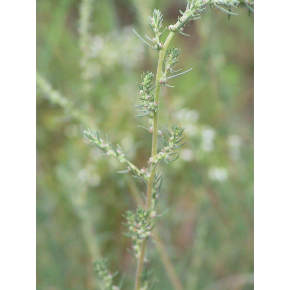 bassia prostrata (l.) beck