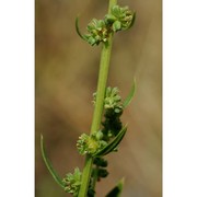 beta macrocarpa guss.