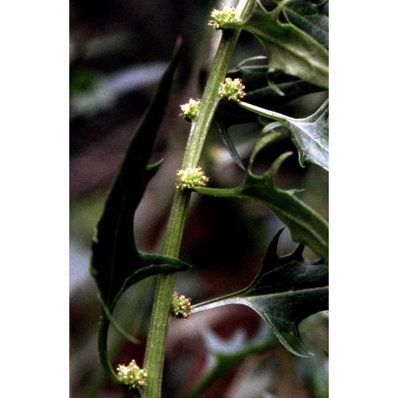 blitum virgatum l.