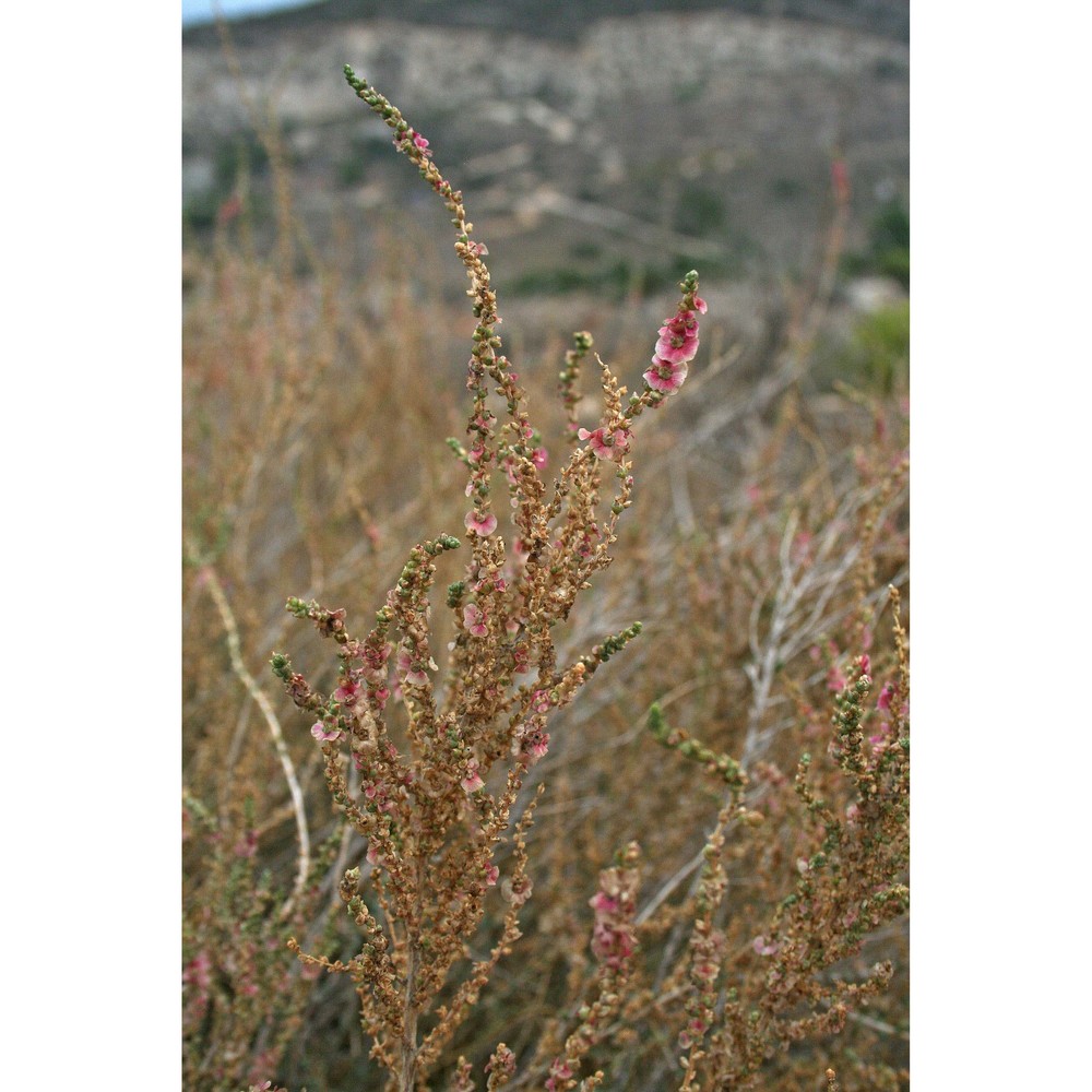 caroxylon vermiculatum (l.) akhani et roalson