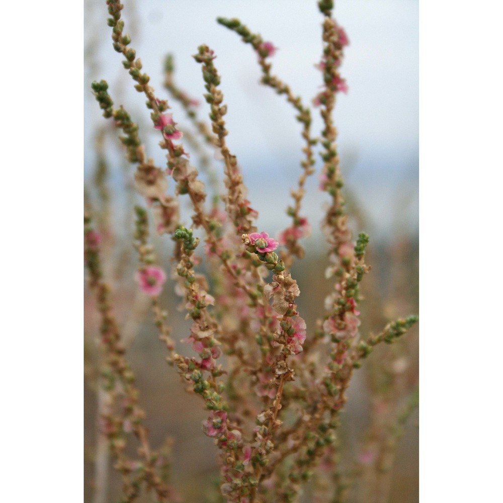 caroxylon vermiculatum (l.) akhani et roalson