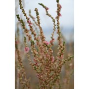 caroxylon vermiculatum (l.) akhani et roalson