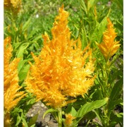 celosia argentea l.