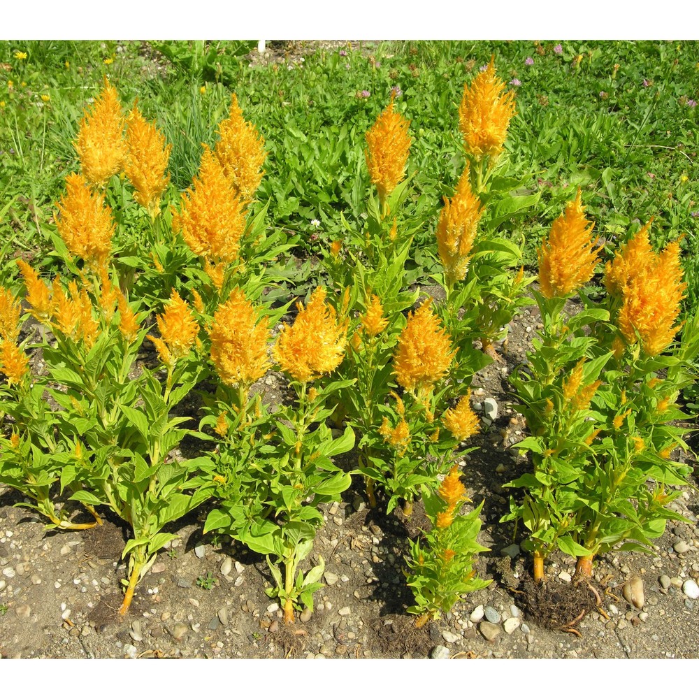 celosia argentea l.