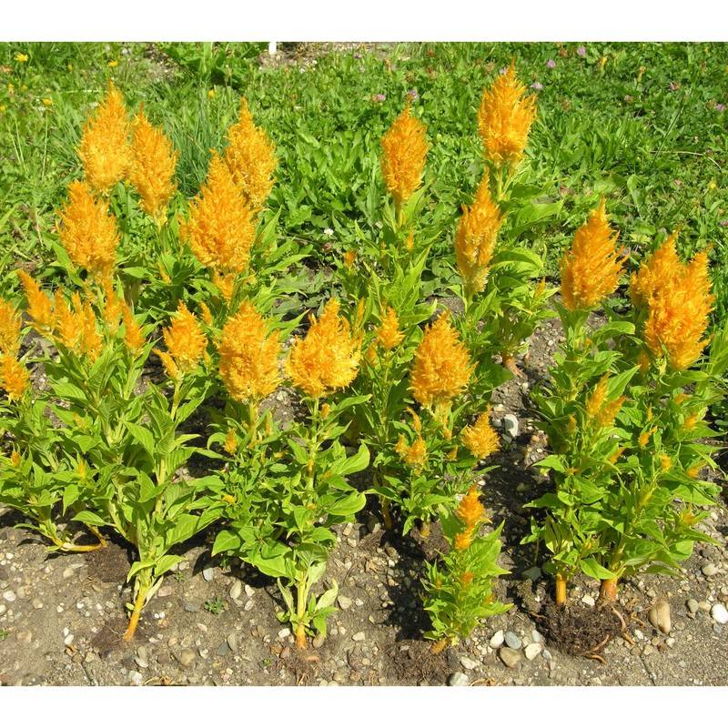 celosia argentea l.