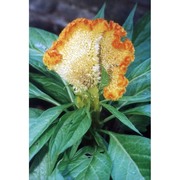 celosia cristata l.