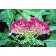 celosia cristata l.