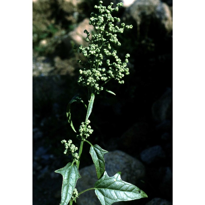 chenopodiastrum hybridum (l.) s. fuentes, uotila et borsch