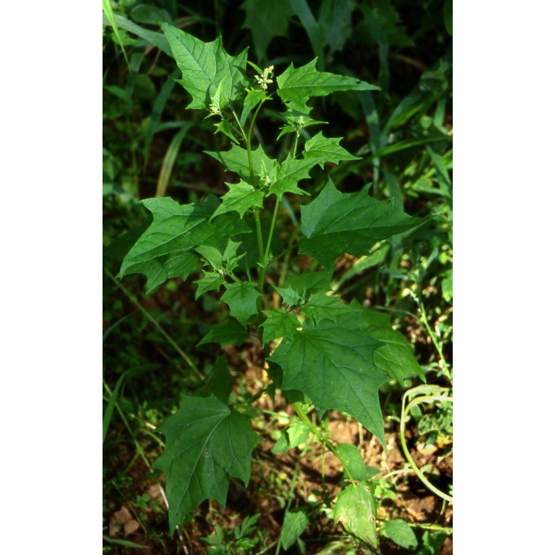 chenopodiastrum hybridum (l.) s. fuentes, uotila et borsch