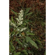 chenopodium ficifolium sm.