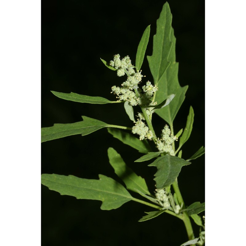 chenopodium ficifolium sm.