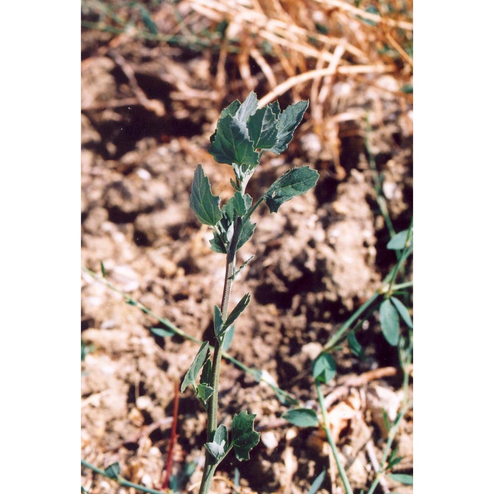 chenopodium opulifolium schrad. ex w. d. j. koch et ziz