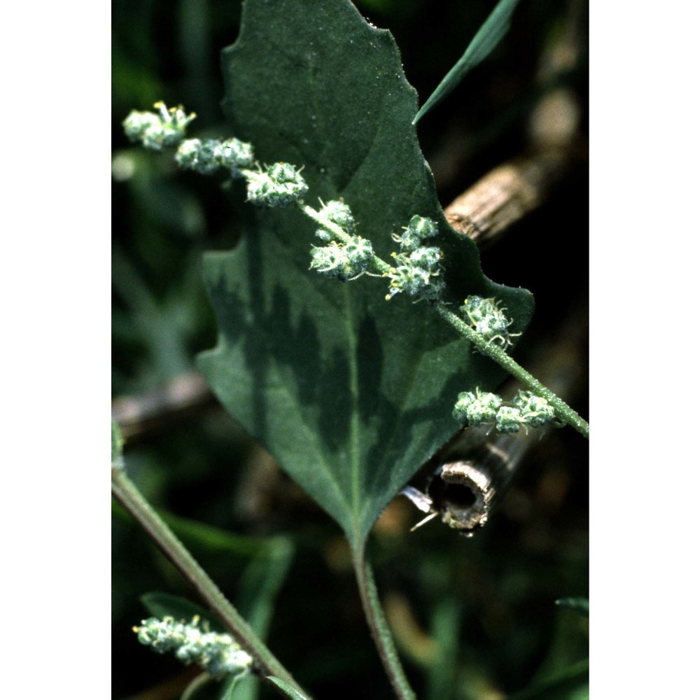 chenopodium opulifolium schrad. ex w. d. j. koch et ziz