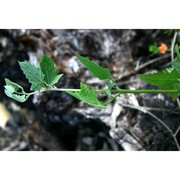 chenopodium opulifolium schrad. ex w. d. j. koch et ziz