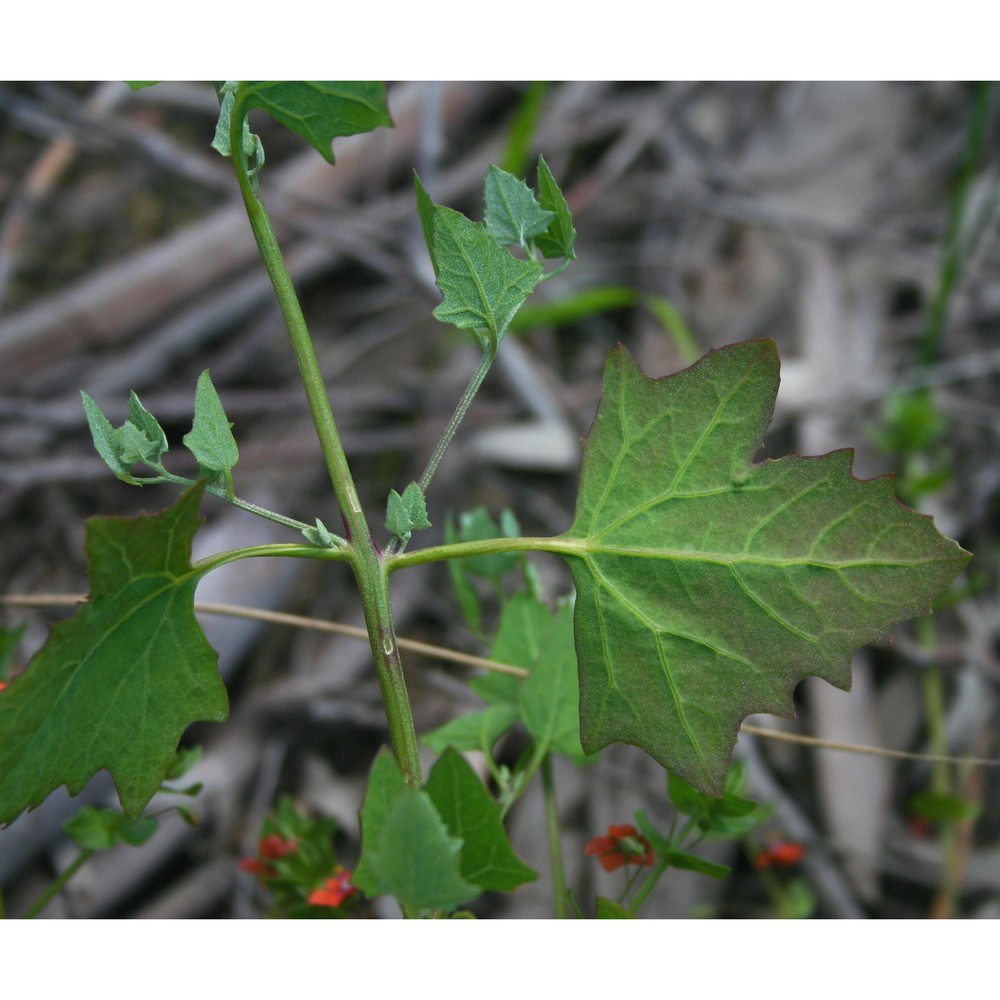 chenopodium opulifolium schrad. ex w. d. j. koch et ziz