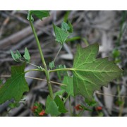 chenopodium opulifolium schrad. ex w. d. j. koch et ziz