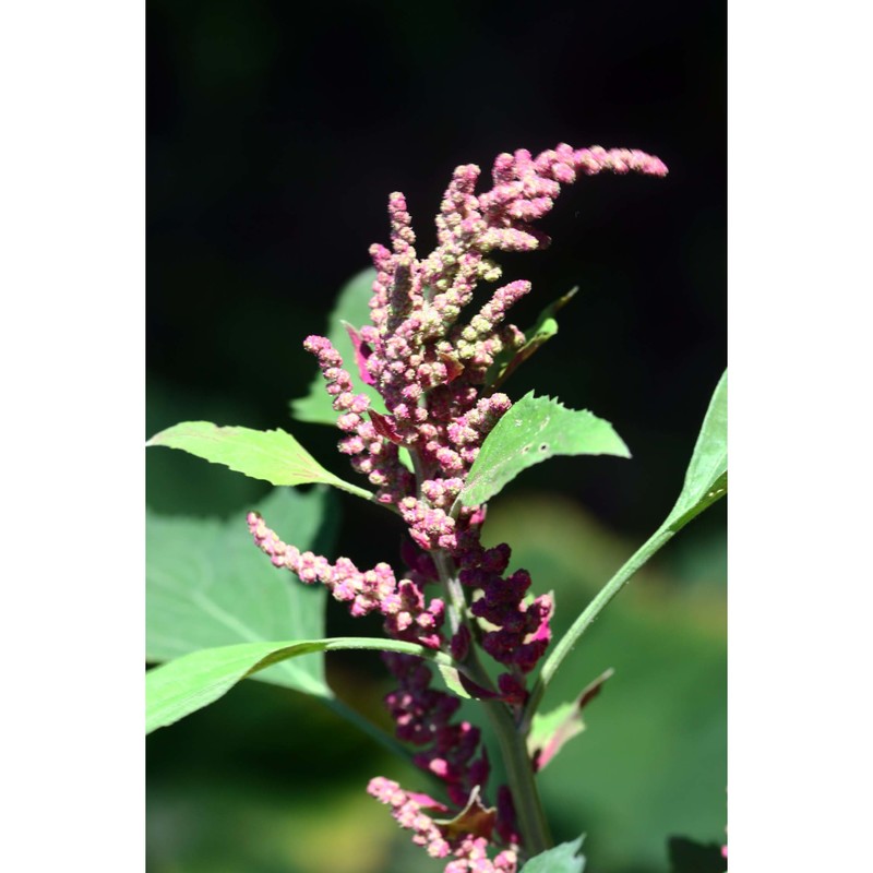 chenopodium probstii aellen