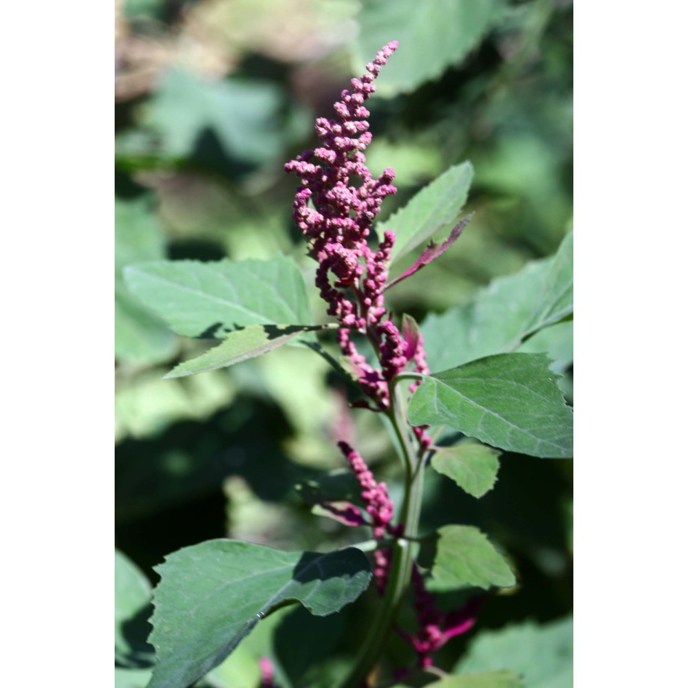 chenopodium probstii aellen