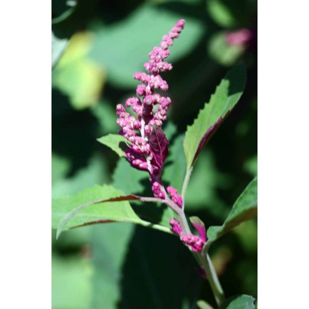 chenopodium probstii aellen