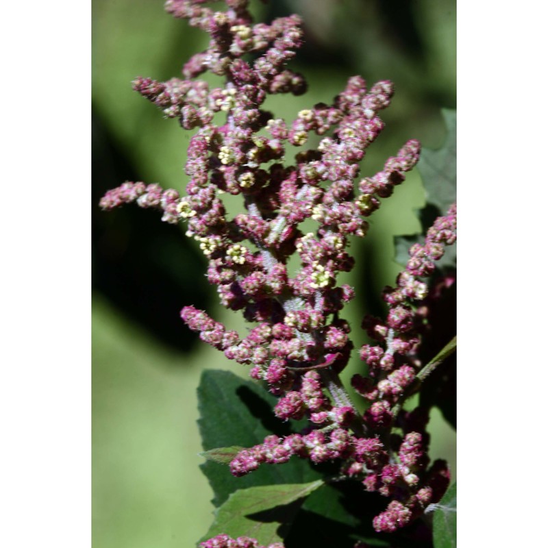 chenopodium probstii aellen