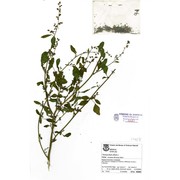 chenopodium strictum roth