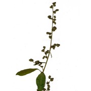 chenopodium strictum roth