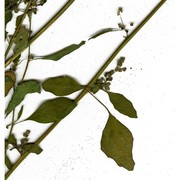 chenopodium strictum roth