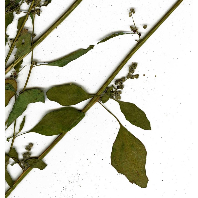 chenopodium strictum roth