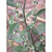 chenopodium vulvaria l.