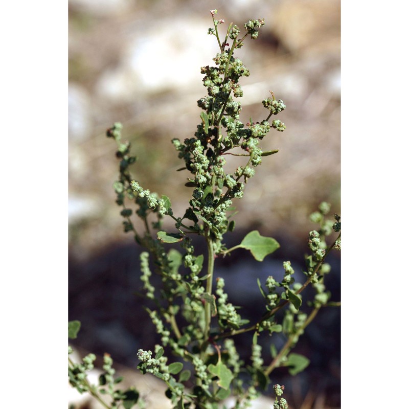 chenopodium vulvaria l.