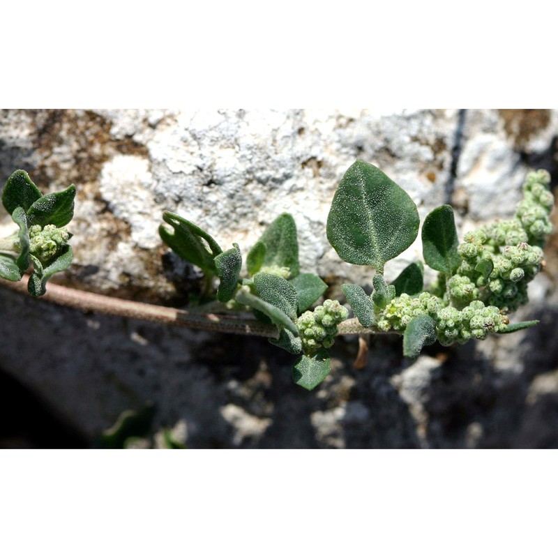 chenopodium vulvaria l.