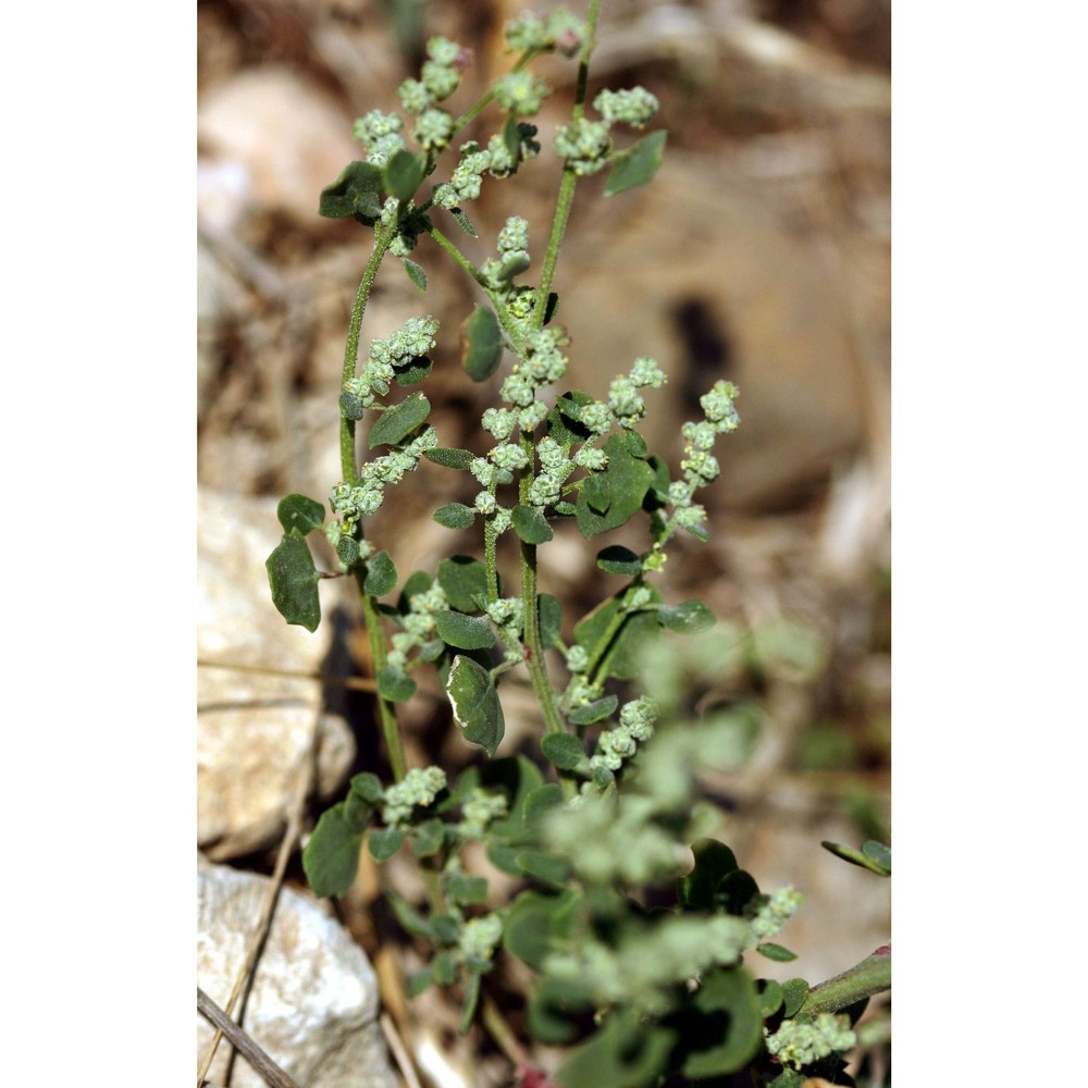 chenopodium vulvaria l.