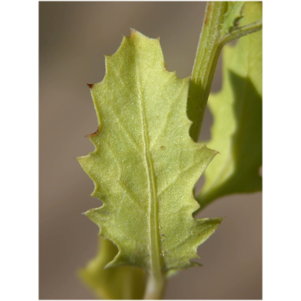 cycloloma atriplicifolium (spreng.) j. m. coult.