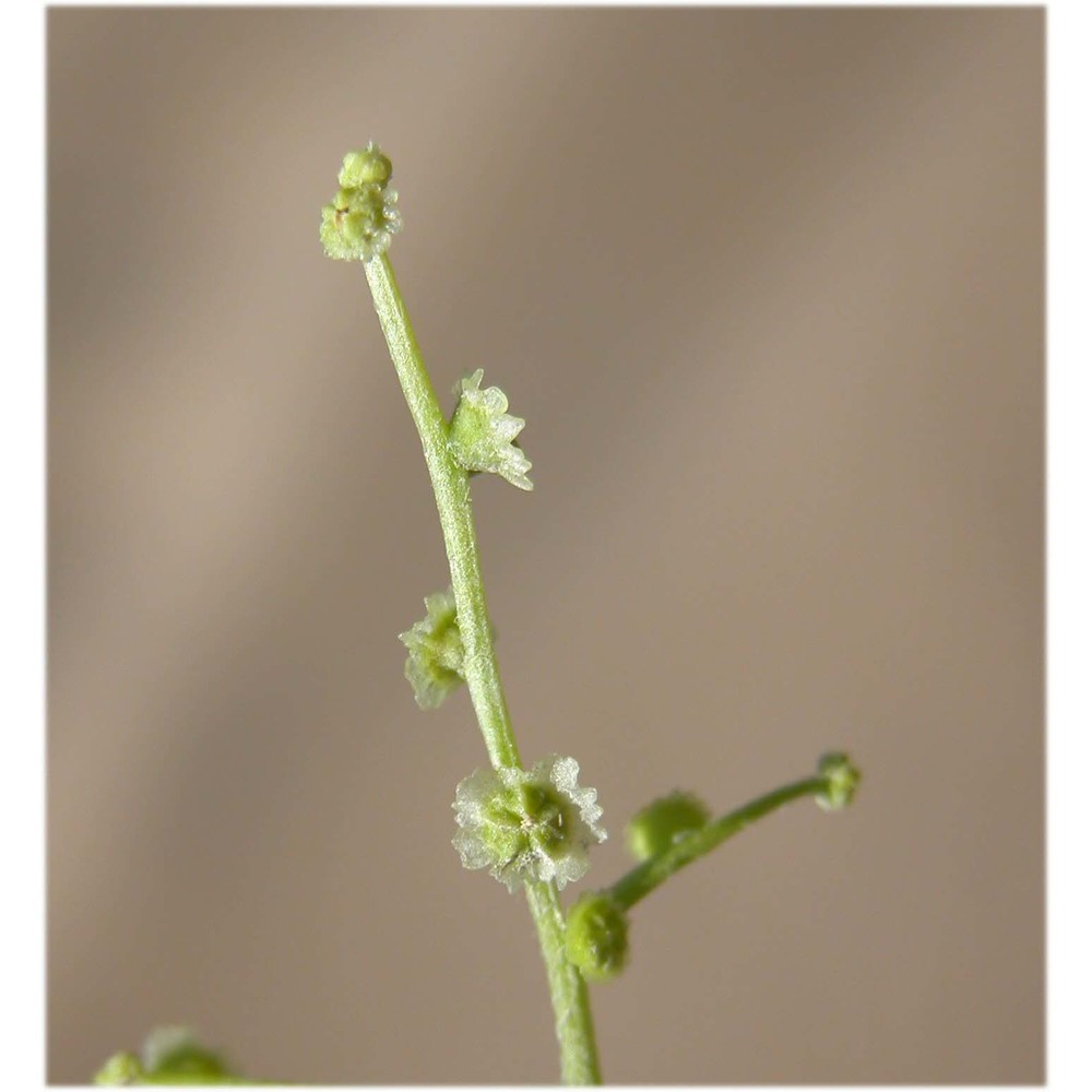 cycloloma atriplicifolium (spreng.) j. m. coult.