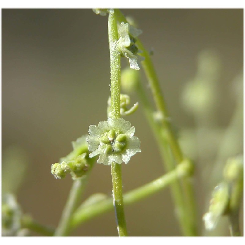 cycloloma atriplicifolium (spreng.) j. m. coult.