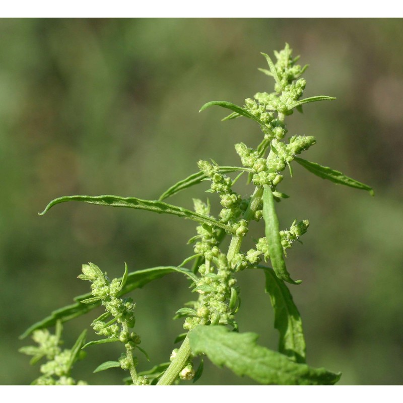 dysphania ambrosioides (l.) mosyakin et clemants