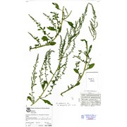 dysphania anthelmintica (l.) mosyakin et clemants