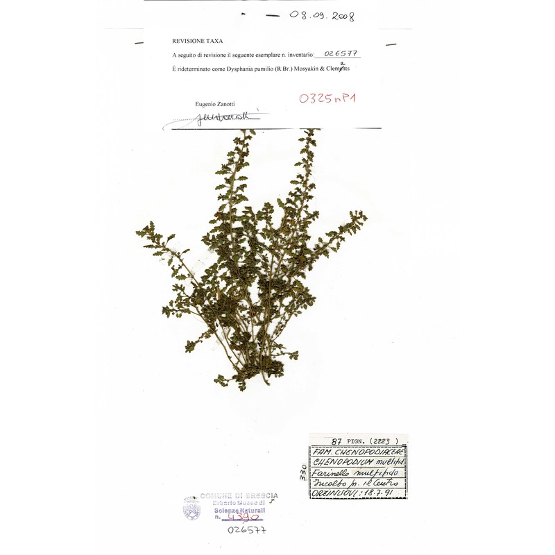 dysphania pumilio (r. br.) mosyakin et clemants