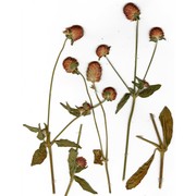 gomphrena globosa l.