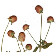 gomphrena globosa l.