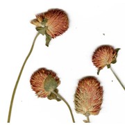 gomphrena globosa l.