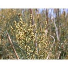 halimione portulacoides (l.) aellen