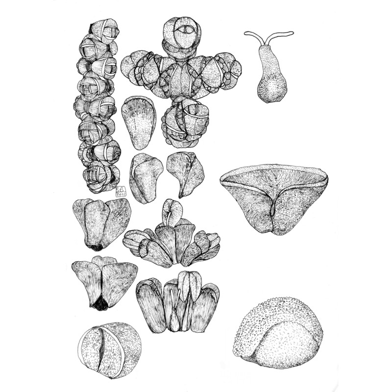 halocnemum cruciatum (forssk.) tod.