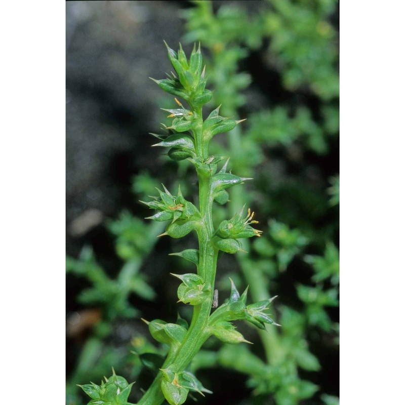 kali tragus (l.) scop.