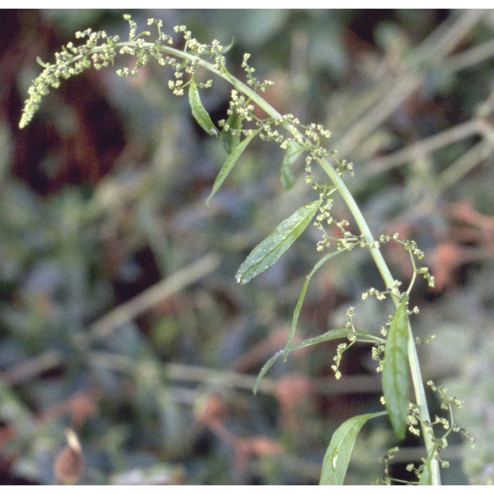 lipandra polysperma (l.) s. fuentes, uotila et borsch