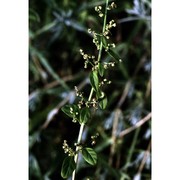 lipandra polysperma (l.) s. fuentes, uotila et borsch