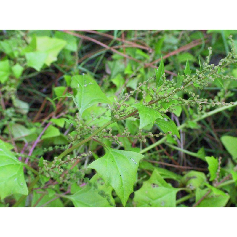 oxybasis chenopodioides (l.) s. fuentes, uotila et borsch