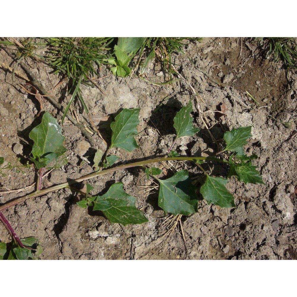 oxybasis chenopodioides (l.) s. fuentes, uotila et borsch