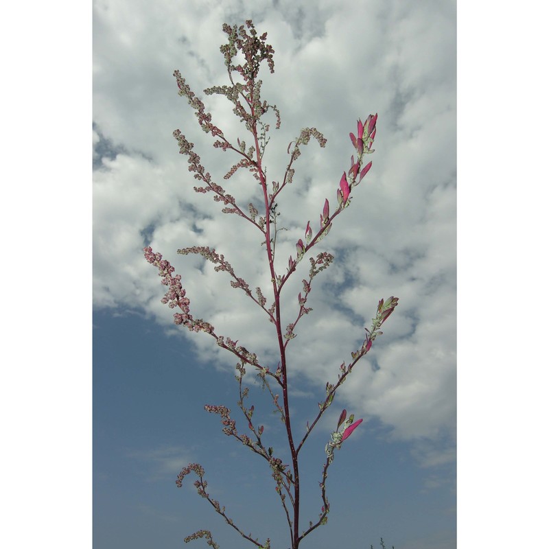 oxybasis rubra (l.) s. fuentes, uotila et borsch